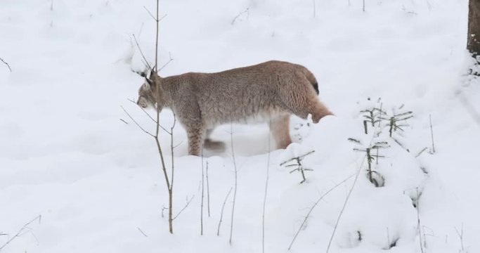 Luchs gehend 2 im Schnee 4k DCI 50p