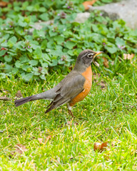 Robin