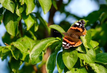 Aglais orange butterfly on tree close-up 4