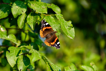 Aglais orange butterfly on tree close-up 7
