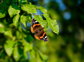 Aglais orange butterfly on tree close-up 9