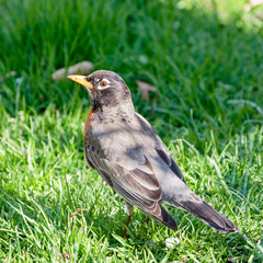 Robin