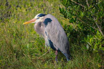 Heron stangind in a pond