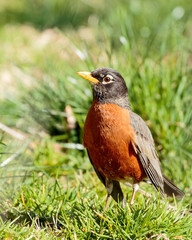 Robin