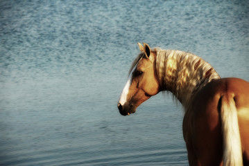 horse in water