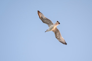 Seagull soaring in the sky 2