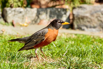 Robin