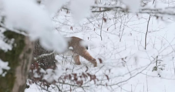 Luchs gehend im Schnee 4k DCI 50p