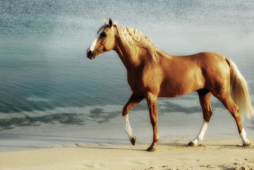 horse and the ocean
