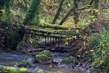 Logs covered in moss and ferns fallen across the stream in the autumn Oregon forest.