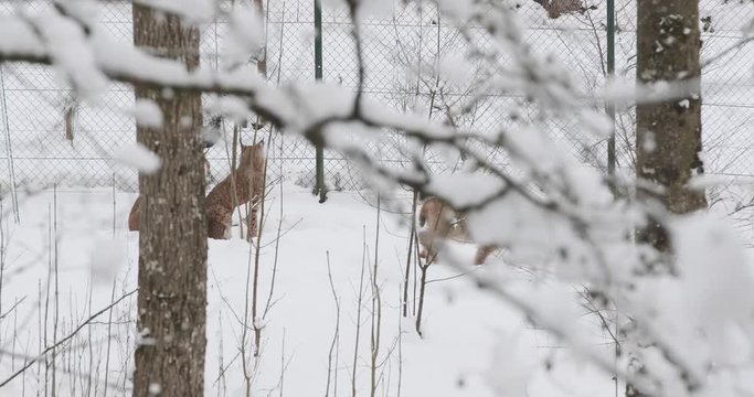 Luchs im Schnee2  4k DCI 50p