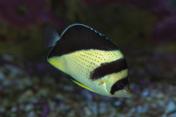 Burgess' Butterflyfish (Chaetodon burgessi).