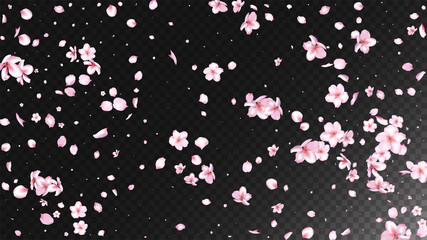 Nice Sakura Blossom Isolated Vector. Spring Falling 3d Petals Wedding Paper. Japanese Bokeh Flowers Illustration. Valentine, Mother's Day Pastel Nice Sakura Blossom Isolated on Black