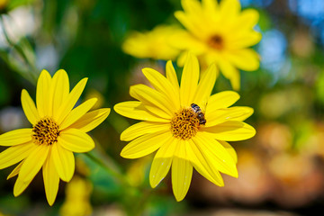 Bee collects nectar on yellow flowers and plants 3