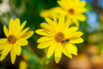 Bee collects nectar on yellow flowers and plants 4