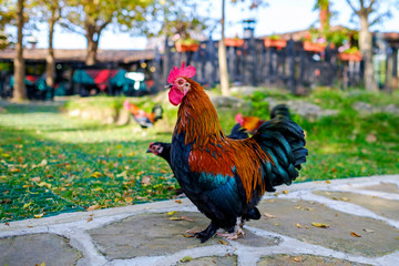 Portrait of a magnificent cock in the garden 1