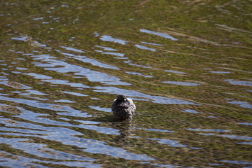 Pigeon in the water