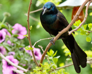 Common Grackle
