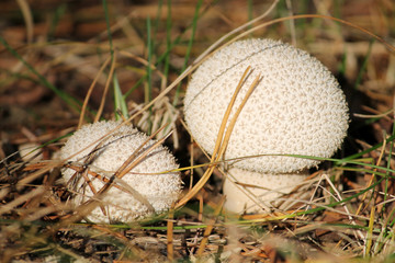 Pestle-shaped Puffball fungus or Handkea excipuliformis (syn. Lycoperdon excipuliforme) in forest....