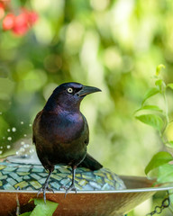 Common Grackle