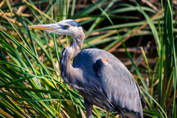 Heron in a pond