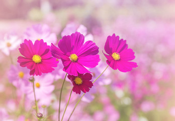       close up colorful pink cosmos flowers blooming in the field on sunny day 