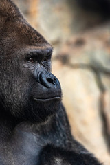 Fototapeta premium Portrait of a powerful gorilla with expressive eyes.