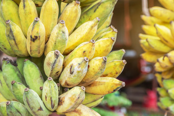 Close up cultivated bananas or Pisang Awak Bananas or  Kluai  Namwa (Musa sapientum Linn) (Musa ABB CV.Kluai “Namwa”) in market