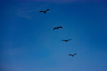 Black birds flying in a direction