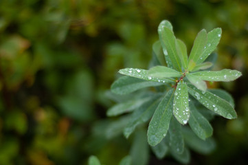 Fototapeta na wymiar Close up of water drops on leaves