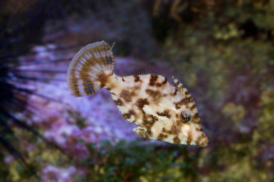 Bristle-tail filefish (Acreichthys tomentosus).