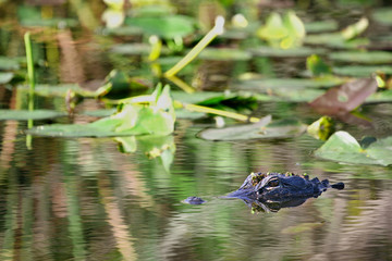 Florida Alligator In Swampy Everglades