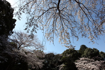 天神様の桜