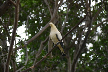 Animals and birds