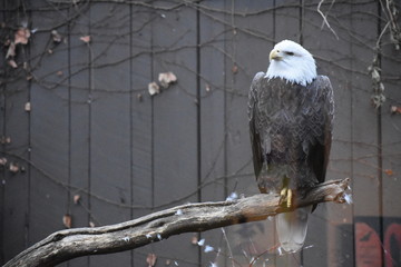 Animals and birds