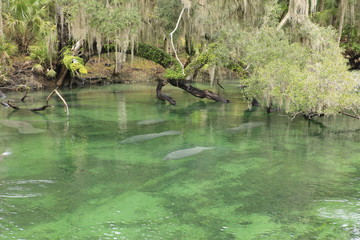 Manatee at Blue Springs State Park