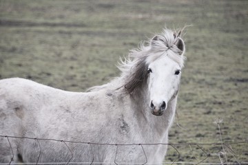 Obraz premium Gray Horse