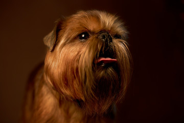 Brussels Griffon studio portrait on brown background