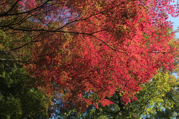 紅葉の空