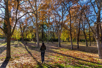 Fototapeta premium Young woman walking through the red leaves trees in Madrid, capital of Spain in a late sunset