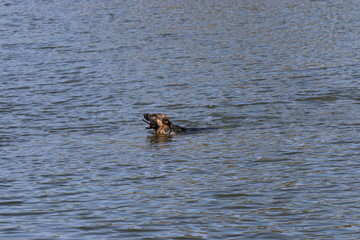 dog in the water