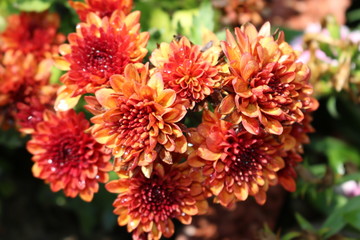 red flowers in the garden