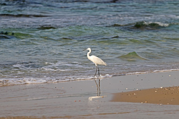 Stork on the seafront in search of food