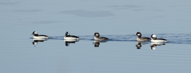 Bufflehead ducks (Bucephala albeola) in springtime.  Black & white duck visits northern lakes and ponds in breeding season. - 239237290
