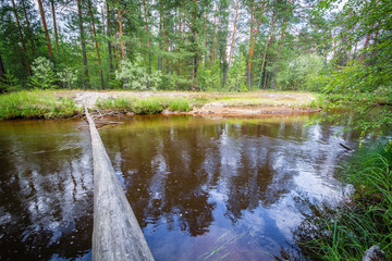 Fallen tree jump other side of northern river in forest.