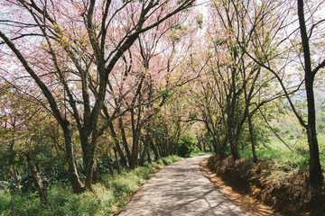 The small concrete road in Wild Himalayan Cherry tree tunnel with blue sky and cloud background. Thai sakura blooming during winter in Khun wang, Chaing mai,Thailand