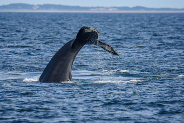 Obraz premium Whale Tail off Race Point - Cape Cod, MA