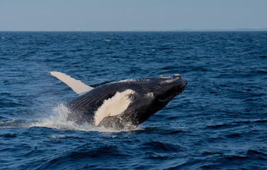 Breaching whale - Cape Cod, MA