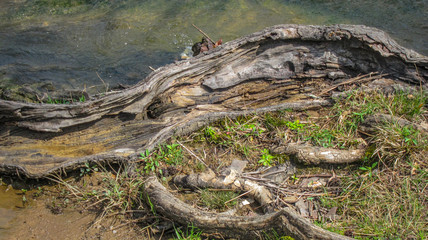 Fototapeta na wymiar Old log on the side of a stream