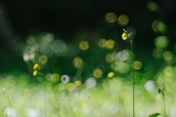 Fototapeta premium Abstract picture of flower meadow with green, violet and yellow flowers. Blured bokeh background.